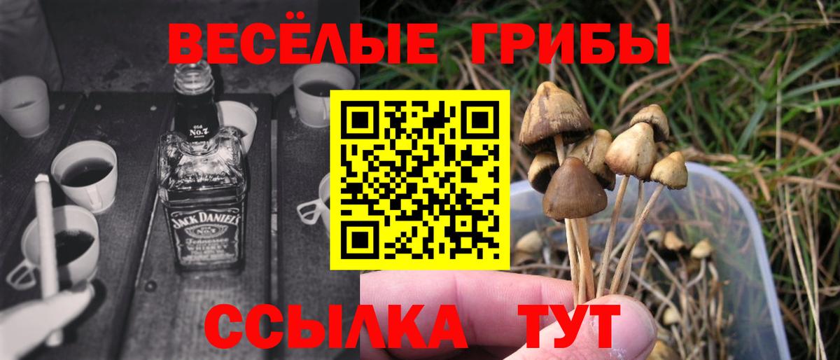 Псилоцибиновые грибы прущие грибы  Вход с VPN  Каменка 